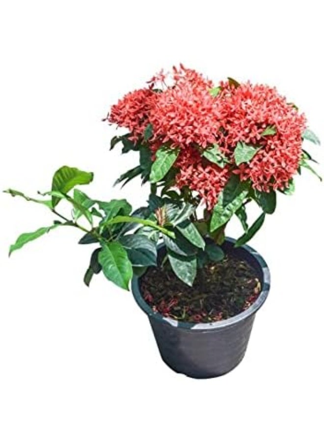 Dubai Garden Centre Ixora Small Plant, Red - Image 1
