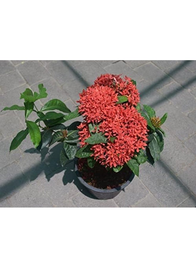 Dubai Garden Centre Ixora Small Plant, Red - Image 2