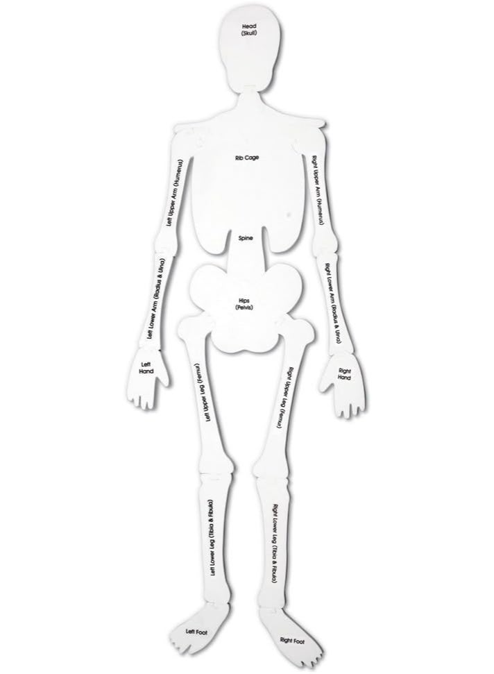 Learning Resources Skeleton Floor Puzzle | 15-Piece Double-Sided Human Anatomy Foam Puzzle | Over 4 Feet Tall | Educational Science Toy for Kids Ages 5+ - Image 2