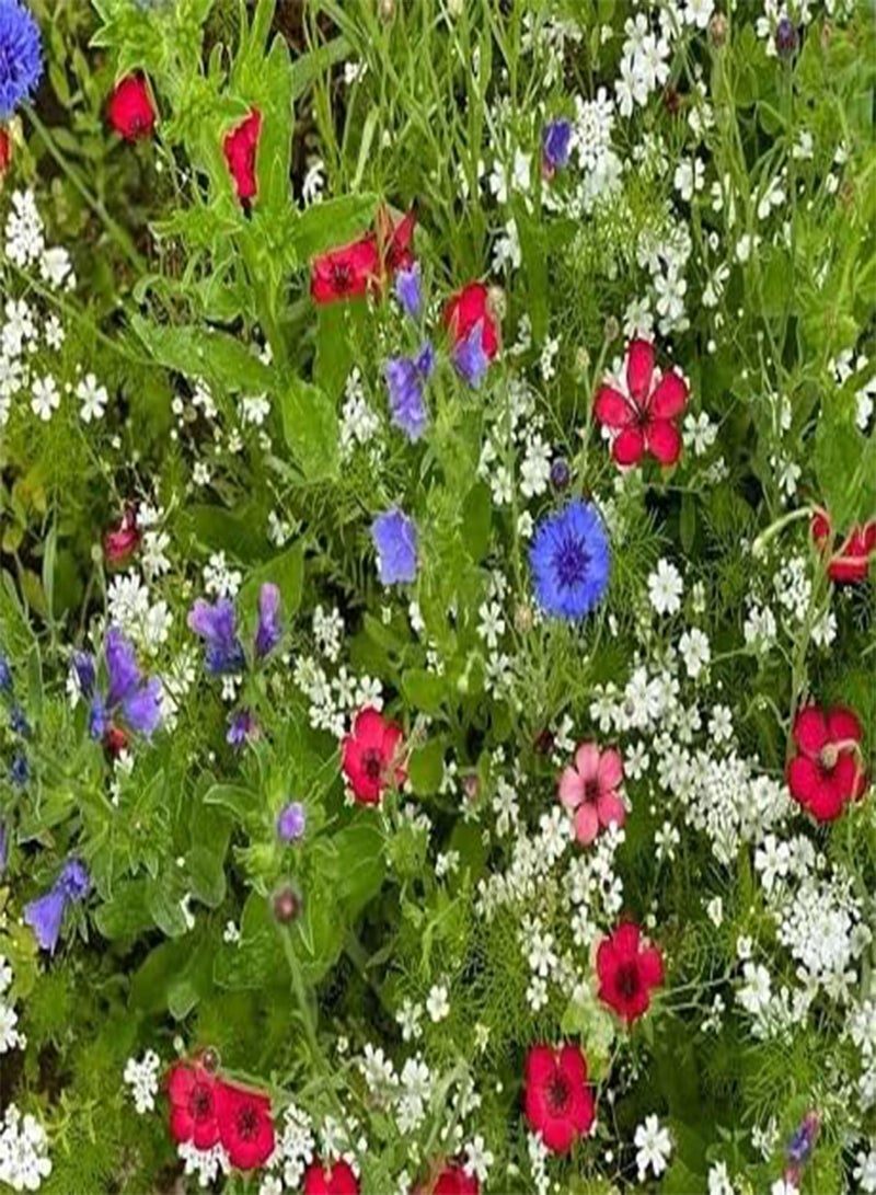 GGOOT Mix of 21 Wildflower Seeds UK Mix Annual Meadow Save Plants Attracts Bees & Butterfly Pure Mix 3 Animal Friendly, UK Supplier Flower Seeds 250g - Image 3