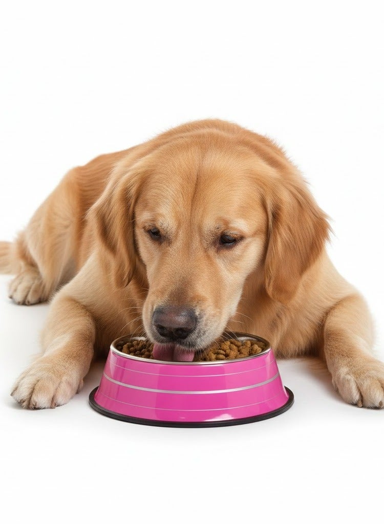 Stainless Steel Pet Bowl with Non-Slip Base, Coloured Exterior, 24cm - Image 1