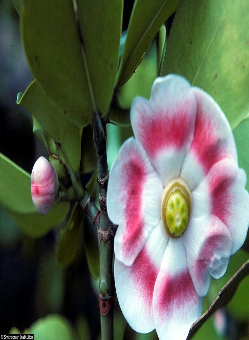 GGOOT CLUSIA ROSEA Major Autograph Tree Exotic Balsam Apple Cuba Native Seed 50 Seeds