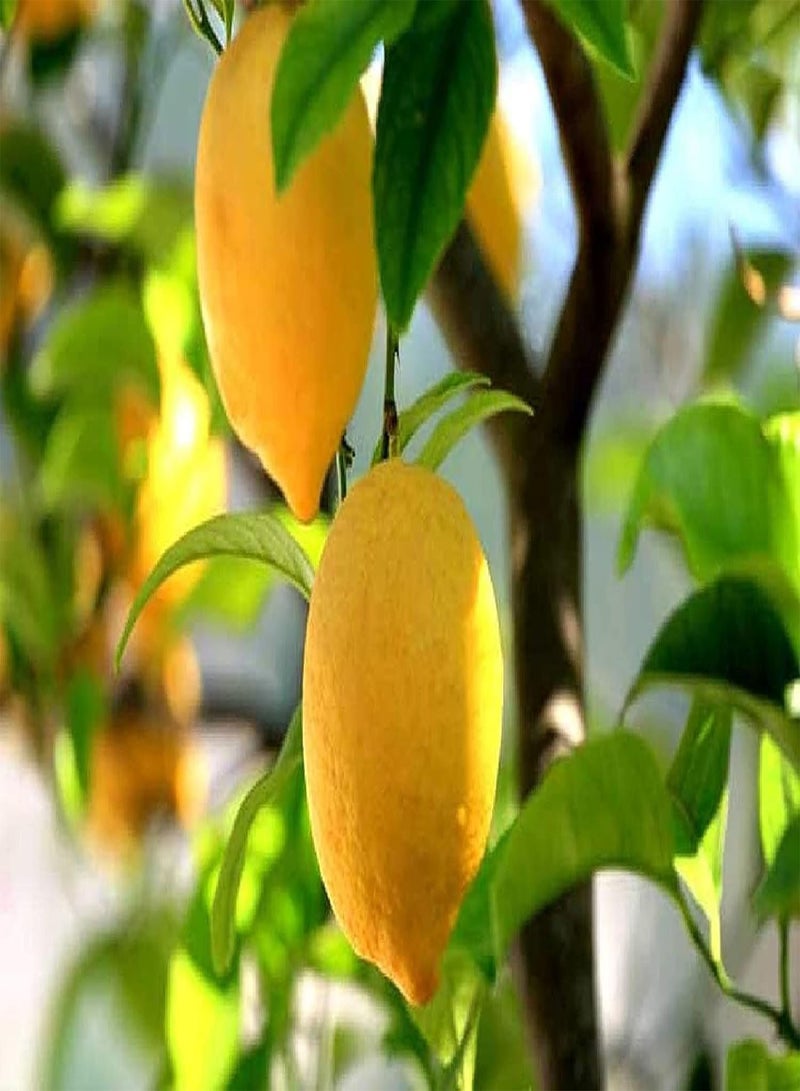 GGOOT 50Pcs Yellow Lemon Seeds Non GMO Fruit Lime Seed for Outdoor Farm Planting Simple Cultivation Low Maintenance Suitable Beginners - Image 2