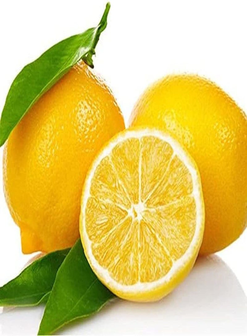 GGOOT 50Pcs Yellow Lemon Seeds Non GMO Fruit Lime Seed for Outdoor Farm Planting Simple Cultivation Low Maintenance Suitable Beginners - Image 1