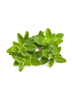 CLICK AND GROW 3Piece GMO and Pesticide With Free Edible Marjoram Plant Pods for Smart Garden Green 8.5 x 5.5 x 20.5 cm SGR41X3  - Image 2