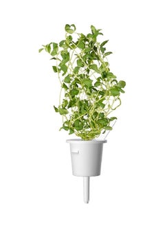 CLICK AND GROW 3Piece GMO and Pesticide With Free Edible Marjoram Plant Pods for Smart Garden Green 8.5 x 5.5 x 20.5 cm SGR41X3  - Image 3