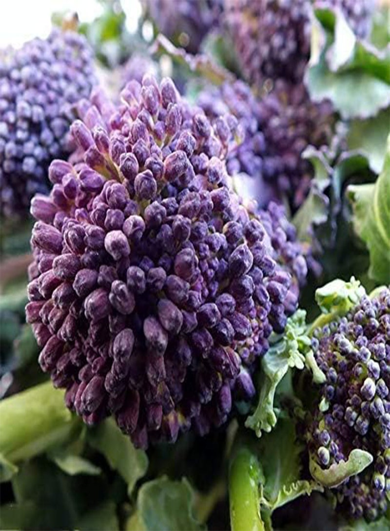 GGOOT 300Pcs Broccoli Seeds Rare Purple Variety Ornamental Vegetable Essential Crop in Garden Enjoy Gardening Scenery Fast Growing Strong Adaptability - Image 3