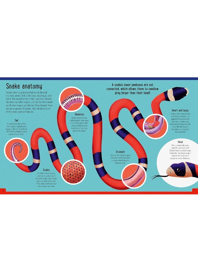 Snakes (A Day in the Life): What Do Cobras, Pythons, and Anacondas Get Up to All Day?