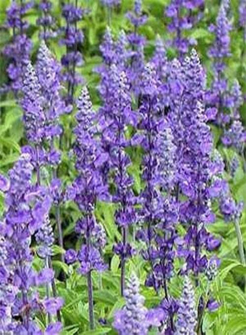 GGOOT Salvia- Blue Victory- 50 Seeds - Image 1