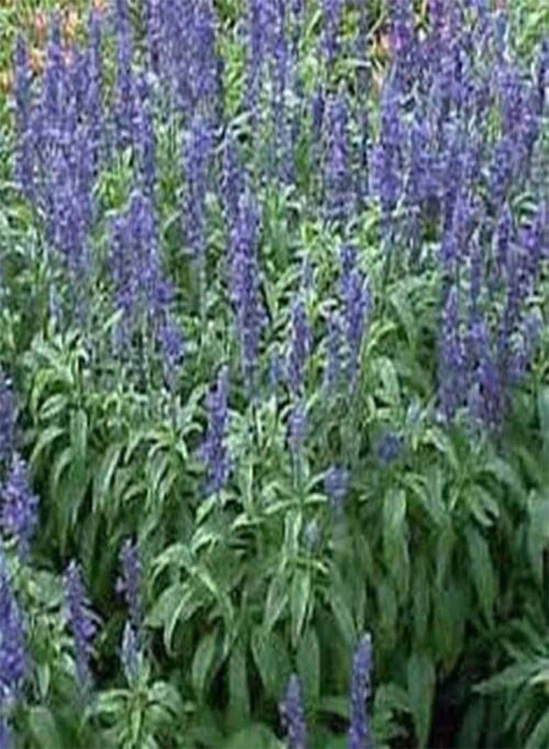 GGOOT Salvia- Blue Victory- 50 Seeds - Image 2