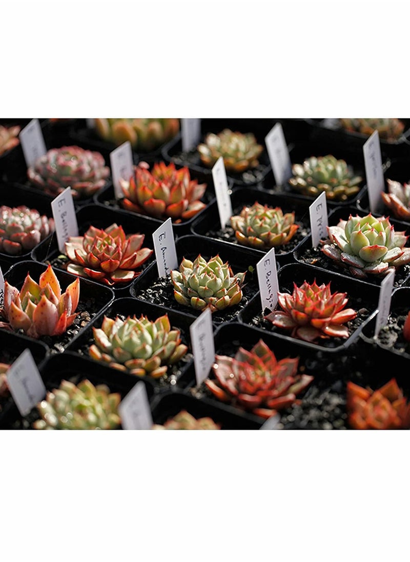 Generic - Waterproof Plant Labels for Outdoor Use, Vegetable Seed Pot Markers, Nursery Seedling Garden Stake Tags, 100 Pcs Cute Garden Labels - Image 1