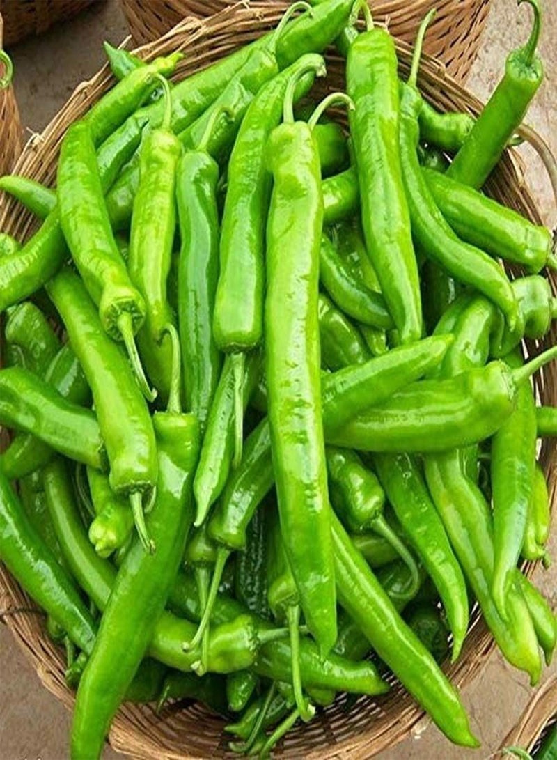 جي جوت 50 قطعة من بذور الفلفل الأخضر ذات الشكل النحيف والألوان الزاهية للزراعة في الحديقة الداخلية والخارجية في المناخ الدافئ لزراعة خضروات الفلفل الحار مناسبة للمبتدئين - Image 1