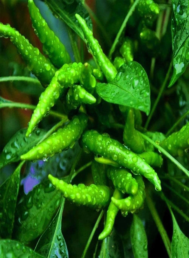 جي جوت 50 قطعة من بذور الفلفل الأخضر ذات الشكل النحيف والألوان الزاهية للزراعة في الحديقة الداخلية والخارجية في المناخ الدافئ لزراعة خضروات الفلفل الحار مناسبة للمبتدئين - Image 3