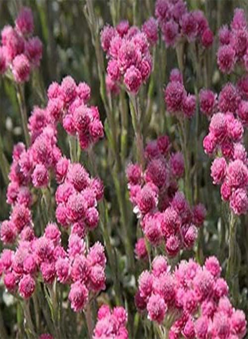 GGOOT 50pcs papalo herb Plant Seeds