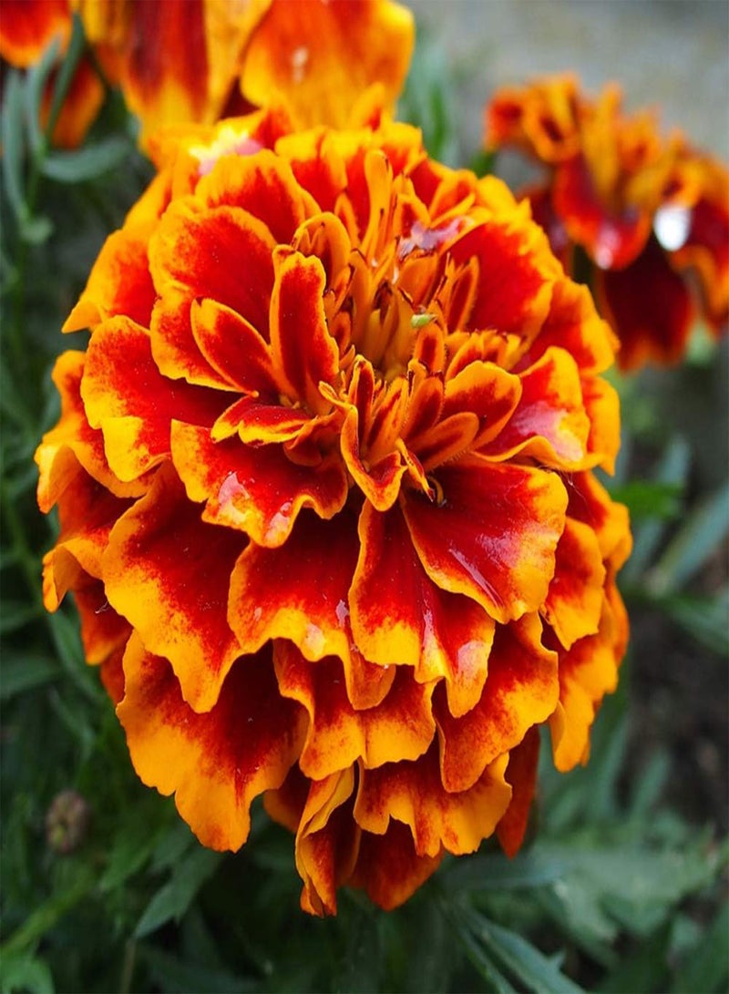 جي جوت 50 قطعة من بذور القطيفة، زهور القطيفة ذات الرائحة اللطيفة الجميلة للزراعة في الفناء والحديقة، تخلق بيئة جميلة للديكور، هدايا ممتازة للبستنة - Image 1