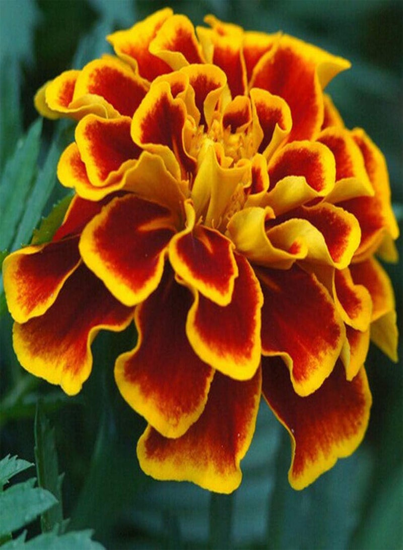 جي جوت 50 قطعة من بذور القطيفة، زهور القطيفة ذات الرائحة اللطيفة الجميلة للزراعة في الفناء والحديقة، تخلق بيئة جميلة للديكور، هدايا ممتازة للبستنة - Image 2