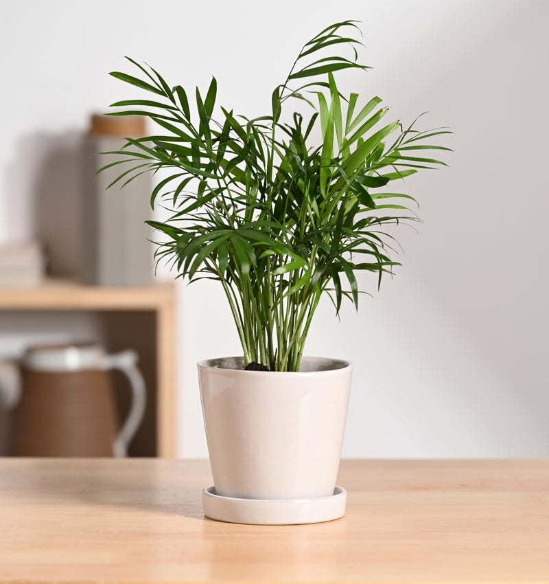 UGAOO Table Top Ceramic Pot |Indoor Ceramic Planter for Home, Office, Garden, Balcony - White (4 Inch) - Image 2