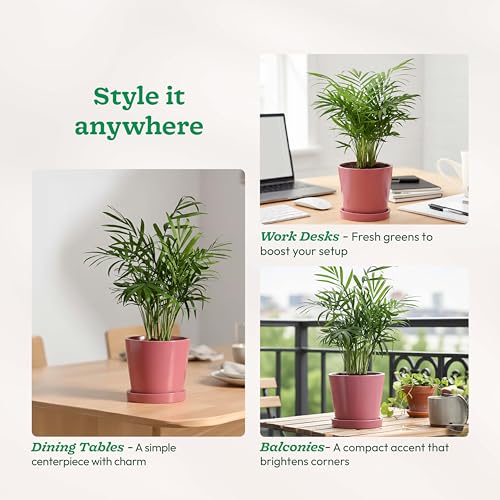 UGAOO Table Top Ceramic Pot |Indoor Ceramic Planter for Home, Office, Garden, Balcony - White (4 Inch) - Image 4