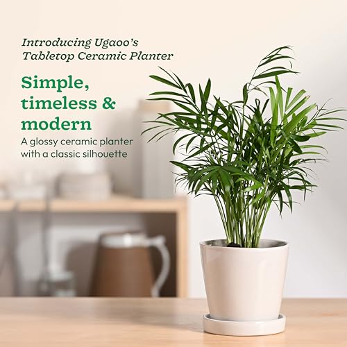 UGAOO Table Top Ceramic Pot |Indoor Ceramic Planter for Home, Office, Garden, Balcony - White (4 Inch) - Image 3