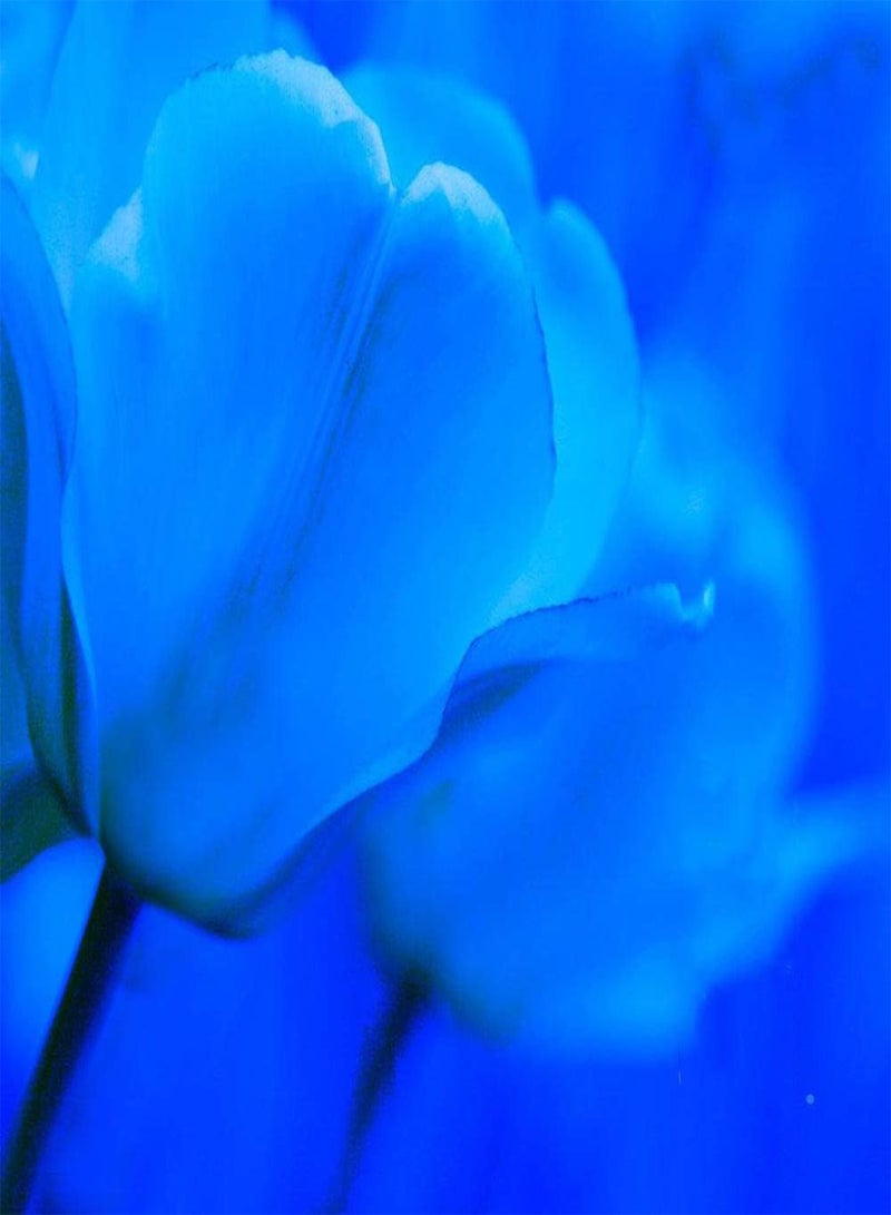 جي جوت 20 قطعة من بذور توليب أزرق، صنف نادر من الزهور المزخرفة للحديقة، زهور الربيع، باقة زينة للمناظر الطبيعية، سهلة العناية بها، زراعة خارجية - Image 3