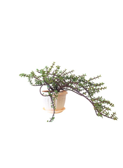 Afra Plant with beige pot