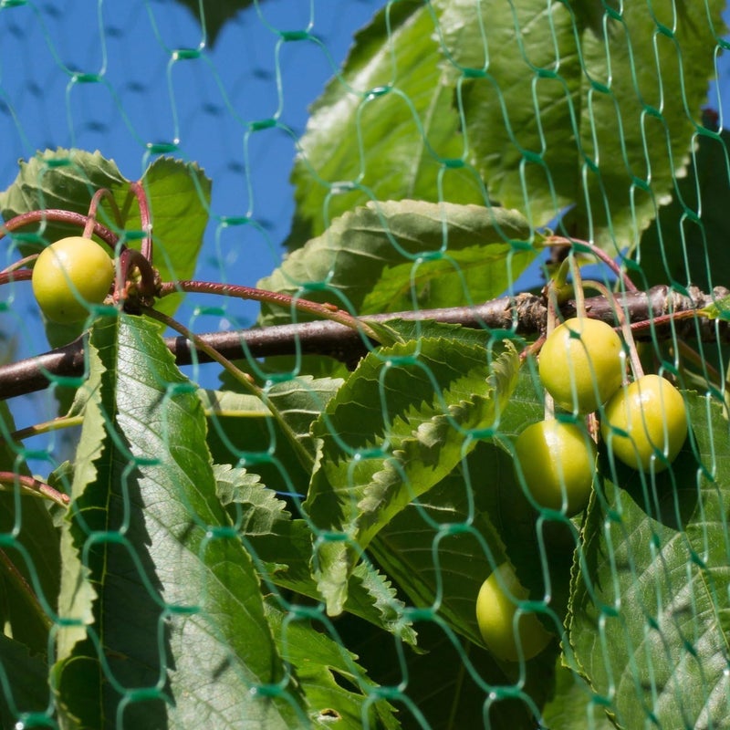 cheekyglo Garden Plant Netting,Green Anti Bird Net Garden Plant Fruits Fencing Mesh Protect Fruits from Rodents Birds 13 Ft x 33 Ft - Image 2
