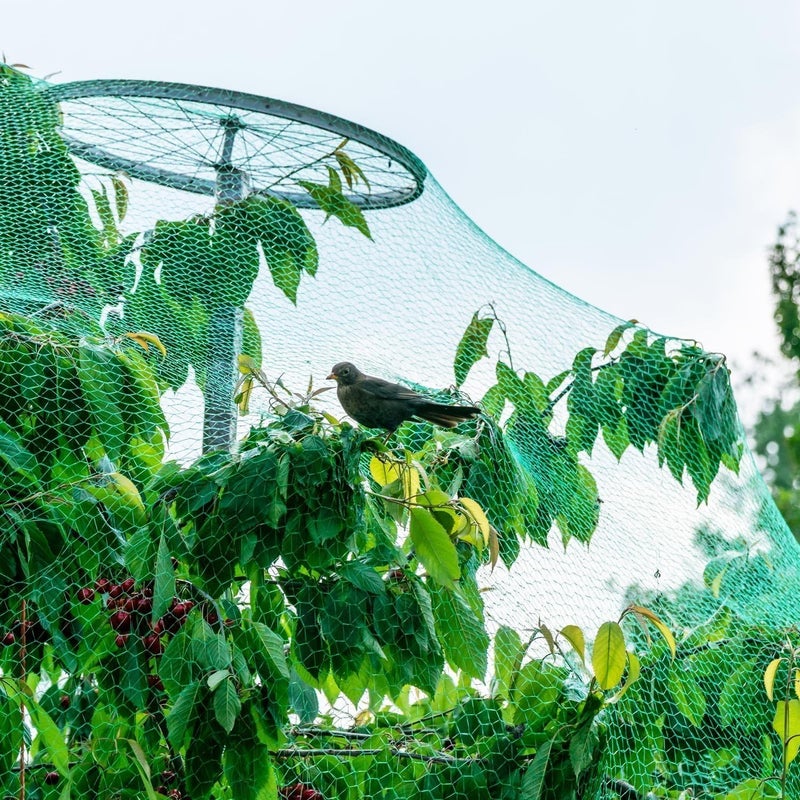 cheekyglo Garden Plant Netting,Green Anti Bird Net Garden Plant Fruits Fencing Mesh Protect Fruits from Rodents Birds 13 Ft x 33 Ft - Image 1