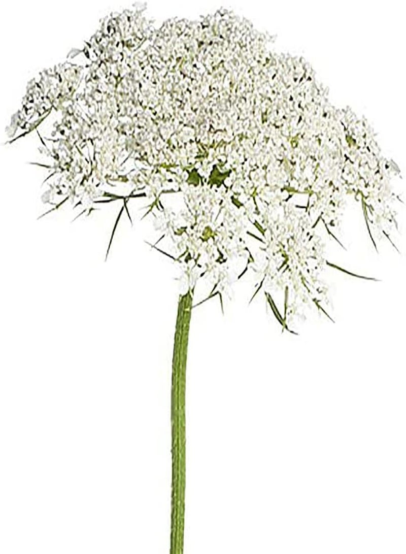 GGOOT 50 False Queen Anne's Lace - Ammi Majus - Bishop's Weed - Florist's Favorite! - Image 4
