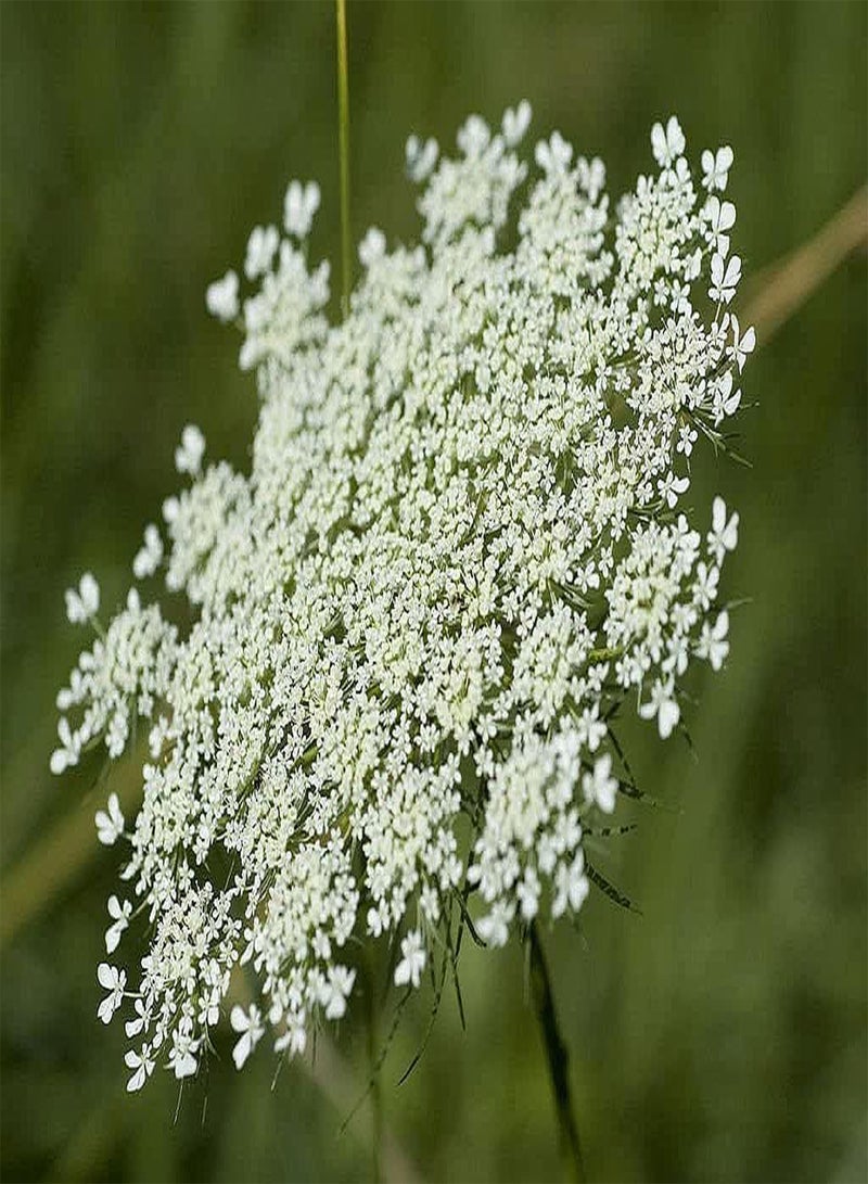 GGOOT 50 False Queen Anne's Lace - Ammi Majus - Bishop's Weed - Florist's Favorite! - Image 1