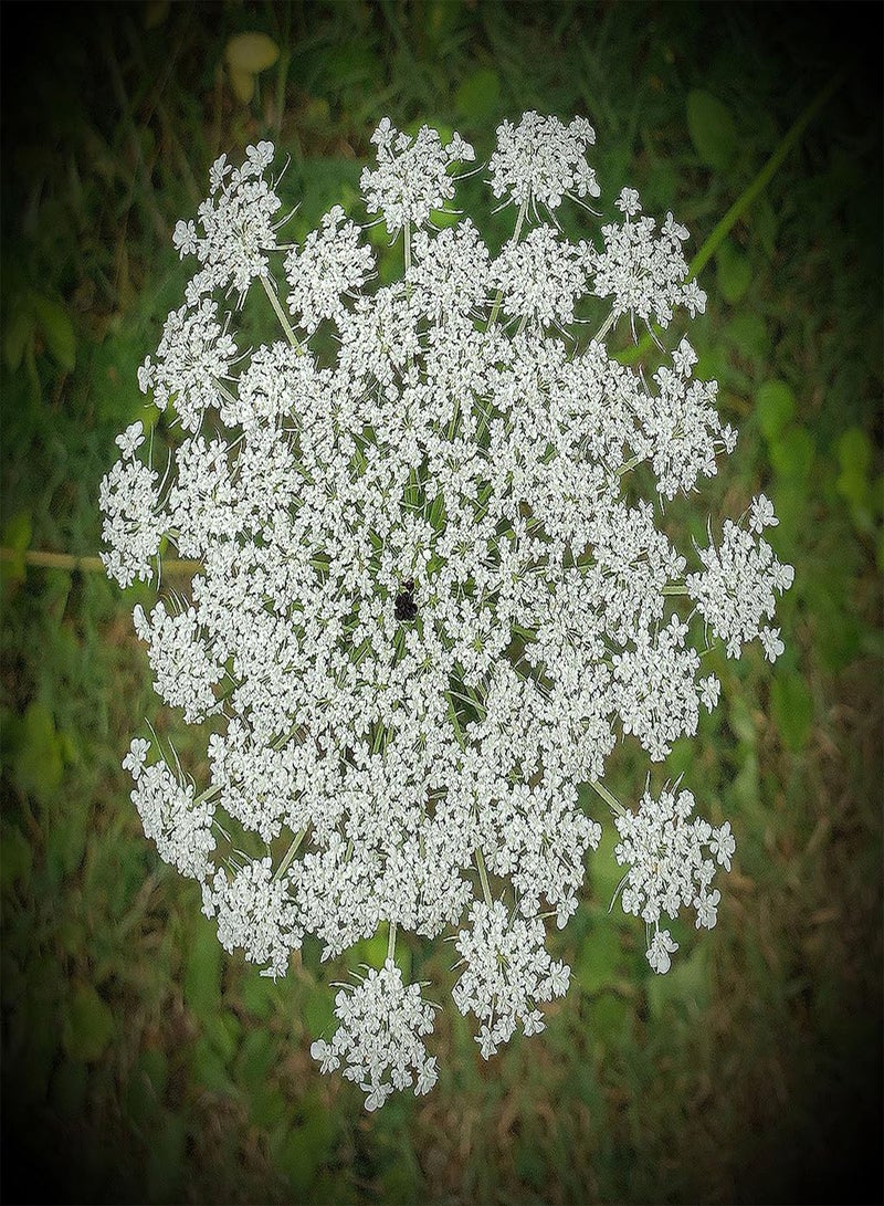 GGOOT 50 False Queen Anne's Lace - Ammi Majus - Bishop's Weed - Florist's Favorite! - Image 2