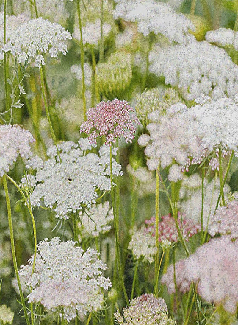 GGOOT 50 False Queen Anne's Lace - Ammi Majus - Bishop's Weed - Florist's Favorite! - Image 3
