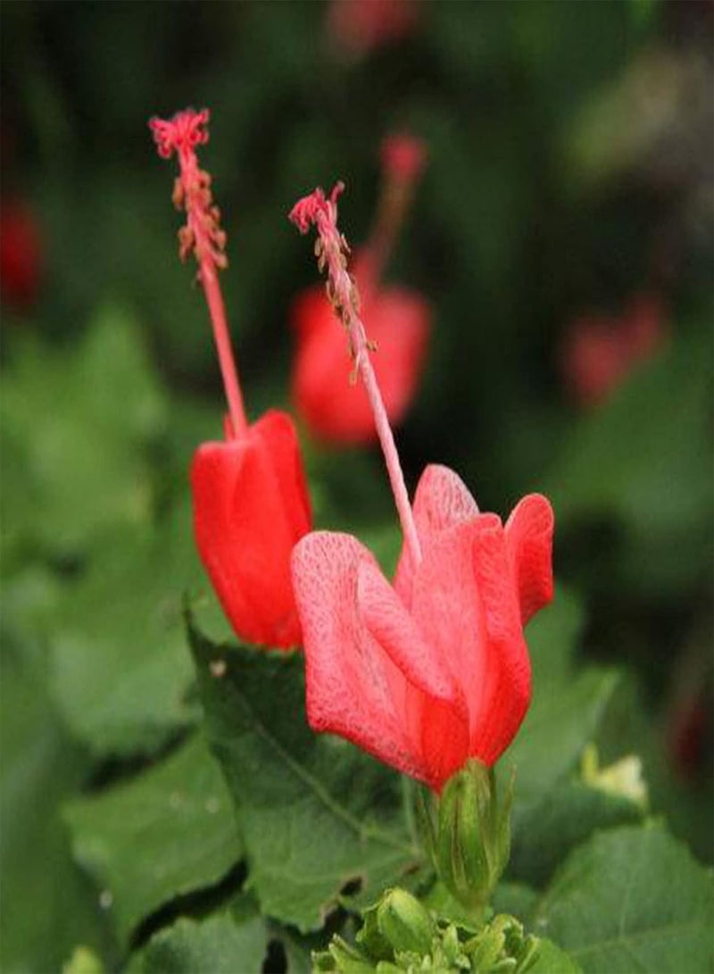 GGOOT Seed for Planting50Pcs/Bag Turks Cap Hibiscus Seeds Natural Heat Resistance Garden Supplies Landscaping Malvaviscus Arboreus Seeds for Park Plant for Garden-Malvaviscus arboreus - Image 2