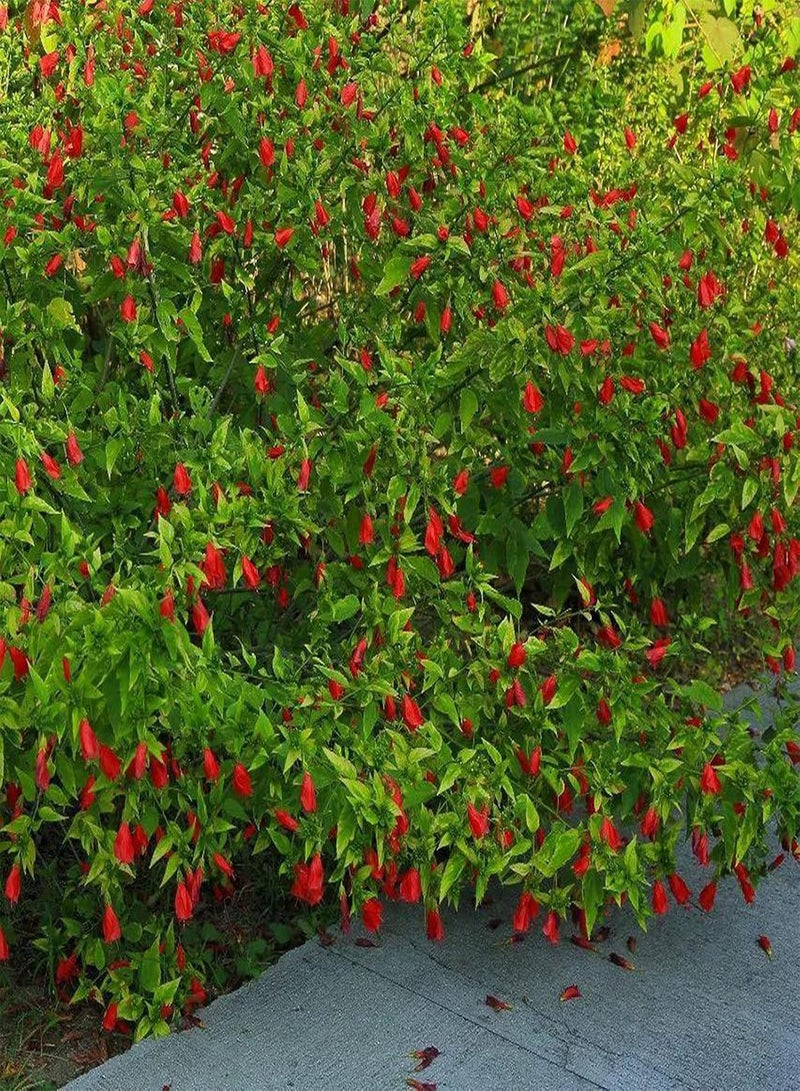GGOOT Seed for Planting50Pcs/Bag Turks Cap Hibiscus Seeds Natural Heat Resistance Garden Supplies Landscaping Malvaviscus Arboreus Seeds for Park Plant for Garden-Malvaviscus arboreus - Image 5