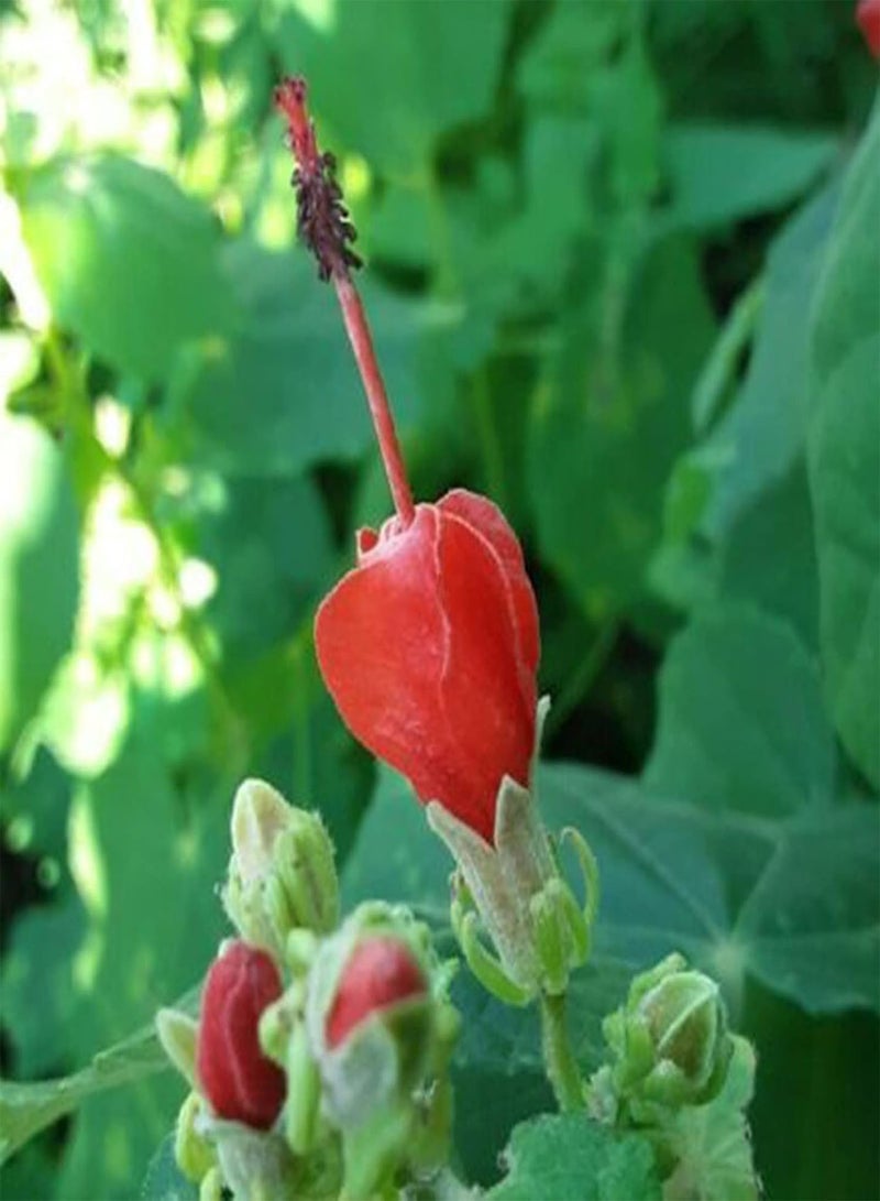 GGOOT Seed for Planting50Pcs/Bag Turks Cap Hibiscus Seeds Natural Heat Resistance Garden Supplies Landscaping Malvaviscus Arboreus Seeds for Park Plant for Garden-Malvaviscus arboreus - Image 4