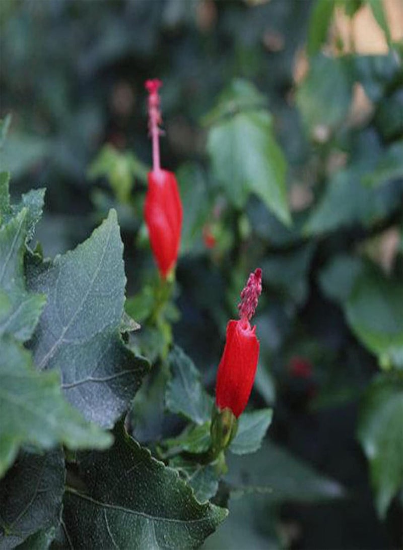 GGOOT Seed for Planting50Pcs/Bag Turks Cap Hibiscus Seeds Natural Heat Resistance Garden Supplies Landscaping Malvaviscus Arboreus Seeds for Park Plant for Garden-Malvaviscus arboreus - Image 3