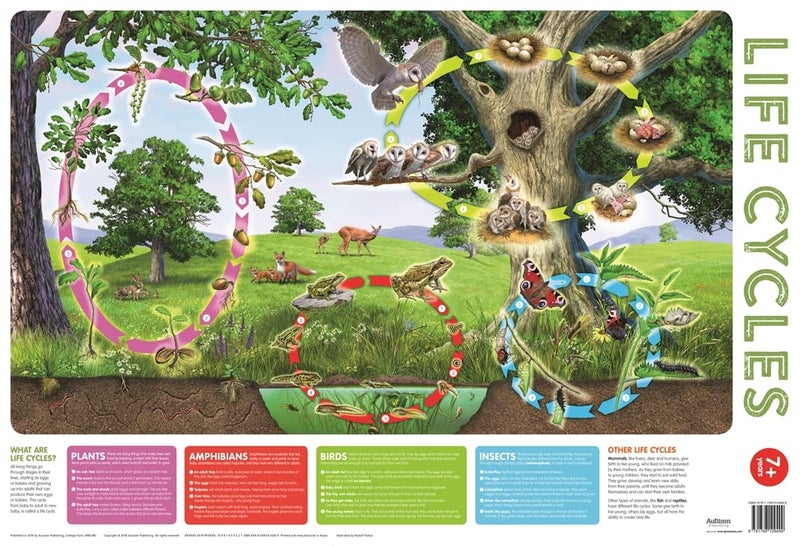 Wallchart Pack of 2 9+