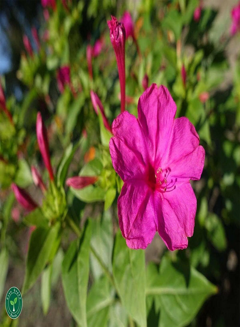 جي جوت بذرتان من زهرة ميرابيليس جالابا فور أوكلوك من مارفل أوف بيرو - Image 1