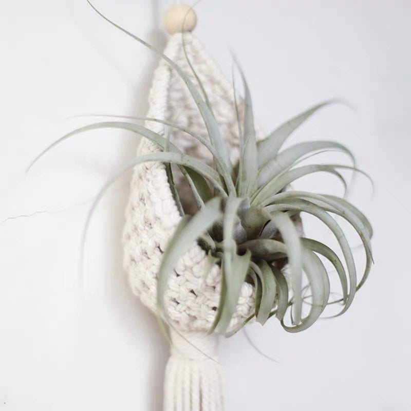 simpleSS 2 Pack Macrame Plant Hangers Air Plants Hanging Basket, Boho Macrame Wall Hanging for Indoor Outdoor Home Decor - Image 3