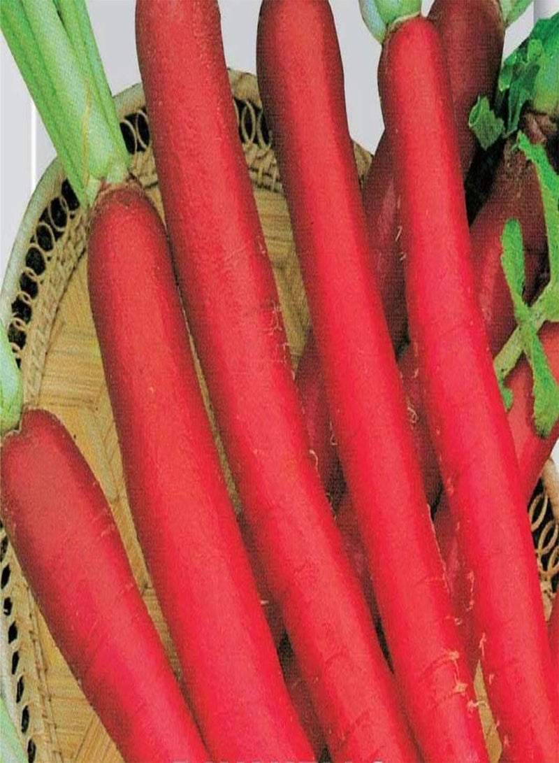 GGOOT seeds of Radish Candela Di Fuoco