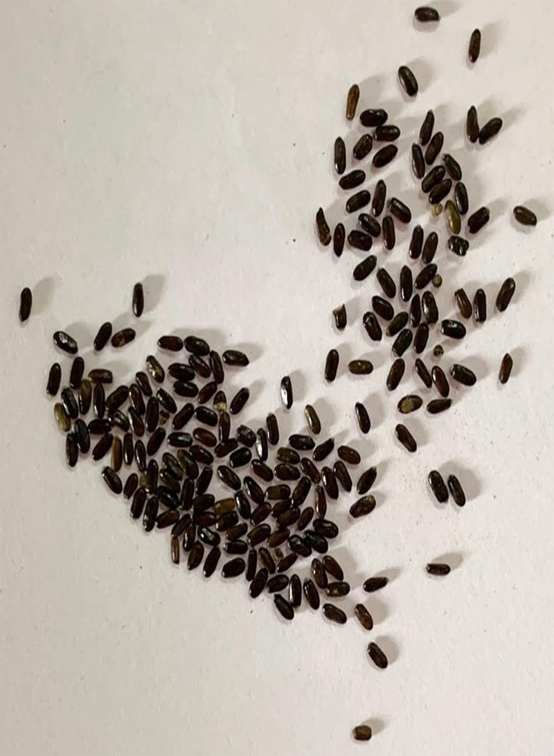 جي جوت 20/50/100 قطعة بذور نبات زهرة اللافندر العطرية للحديقة الخارجية والشرفة سهلة الزراعة والعناية مجموعة 20 قطعة من بذور اللافندر - Image 4