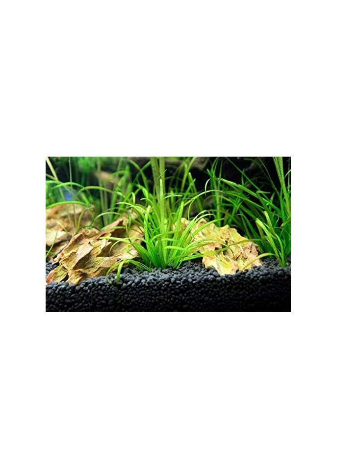 Aqua - Soil Designated For Ornamental Fish Pond Herbs 1 litter Dedicated To The Size Of Ornamental Fish Tanks - Image 1