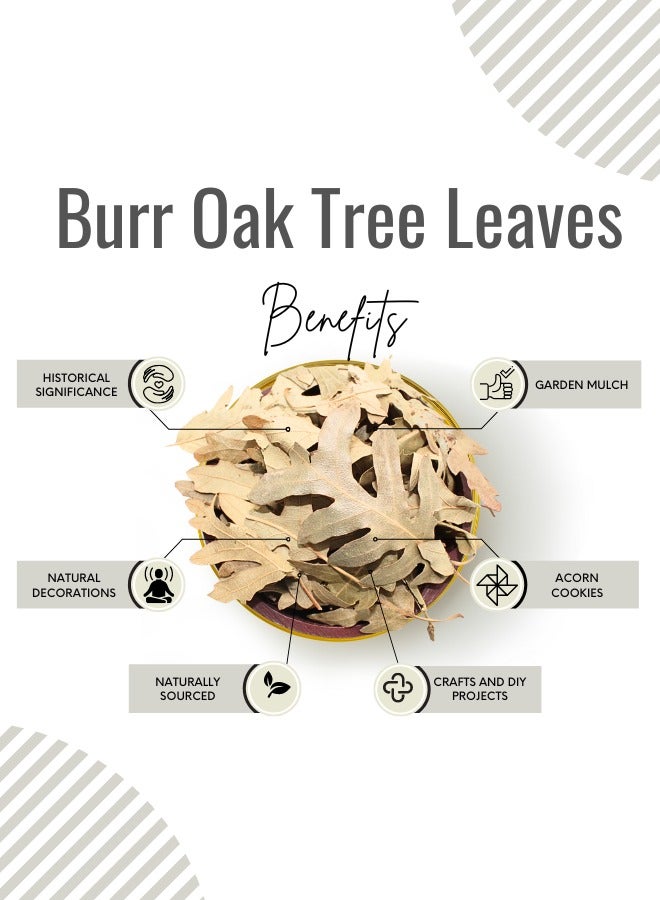 Awafi Mill Awafi Mill Burr Oak Tree Leaves Crushed | Pure Botanical Wonder Crushed Leaves - Image 2