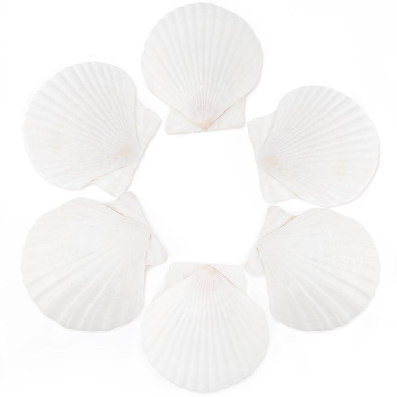 HOHUCRAB 6pcs 45inch Scallop Shells for Crafts Natural Large Scallop Sea Shells for Crafting Seashells Beach Decorations for Home Beaching Wedding Decoration