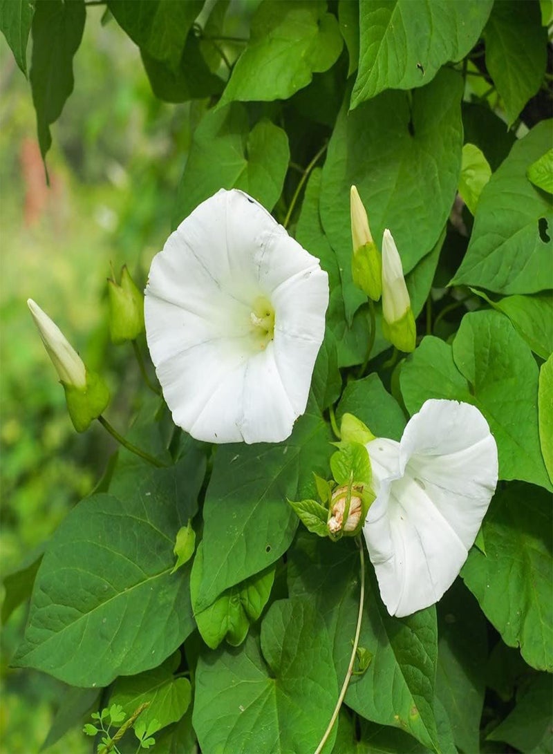 GGOOT Ipomoea Pearly Gates Finished Hardy Annual Easy to Grow Your Own Sun Loving Garden Flowering 1x Seed Packet (Aprox 25 Seeds) by  - Image 2