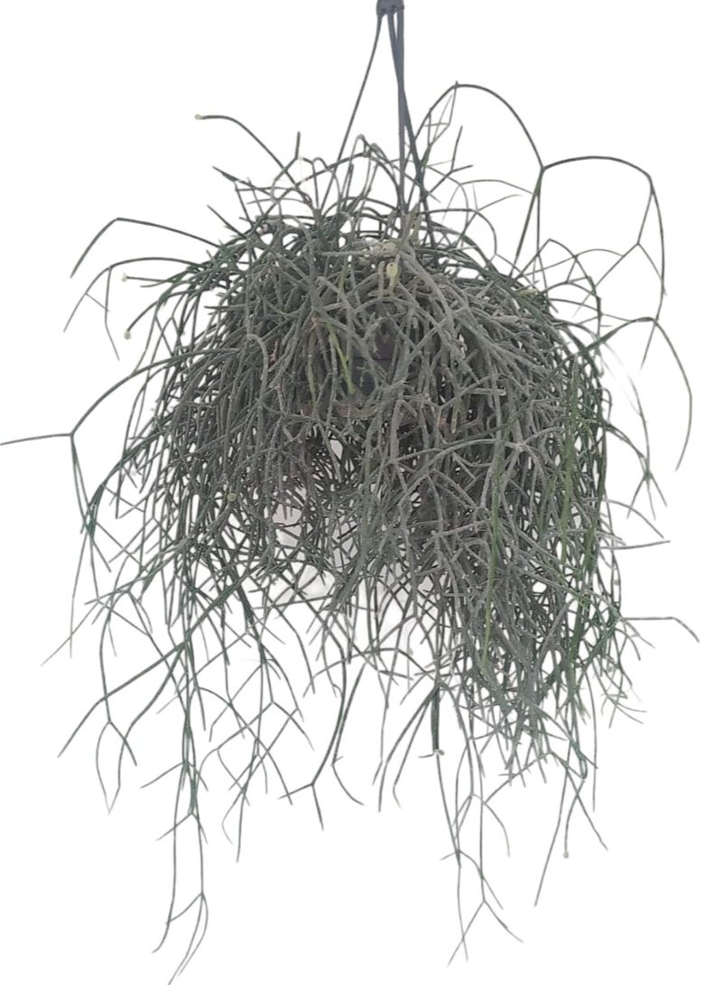 Shatla Shop Rhipsalis Natural Indoor Plant