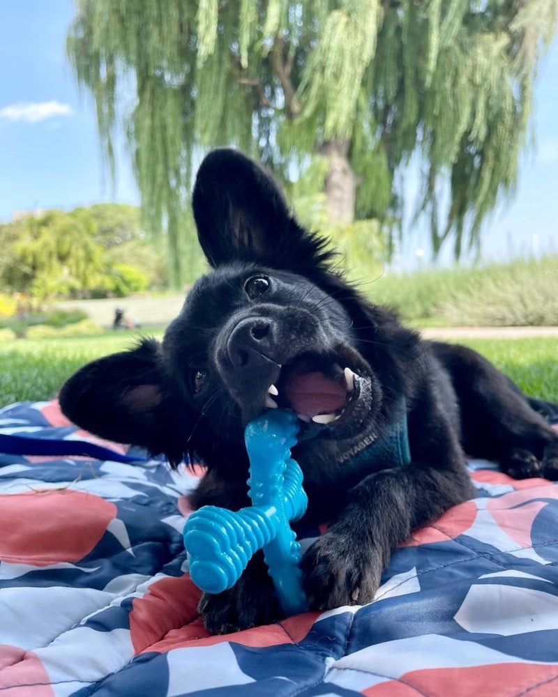 Nylabone Comfort Hold X-Bone Power Chew Toy for Dogs, Dog Toys for Aggressive Chewers, Beef Flavor, Small - Up to 25 lbs, 1 Count - Image 2