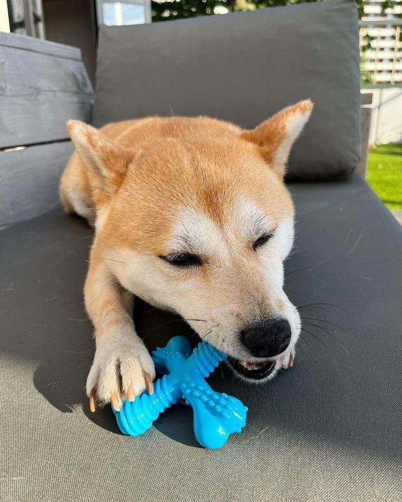 Nylabone Comfort Hold X-Bone Power Chew Toy for Dogs, Dog Toys for Aggressive Chewers, Beef Flavor, Small - Up to 25 lbs, 1 Count - Image 5