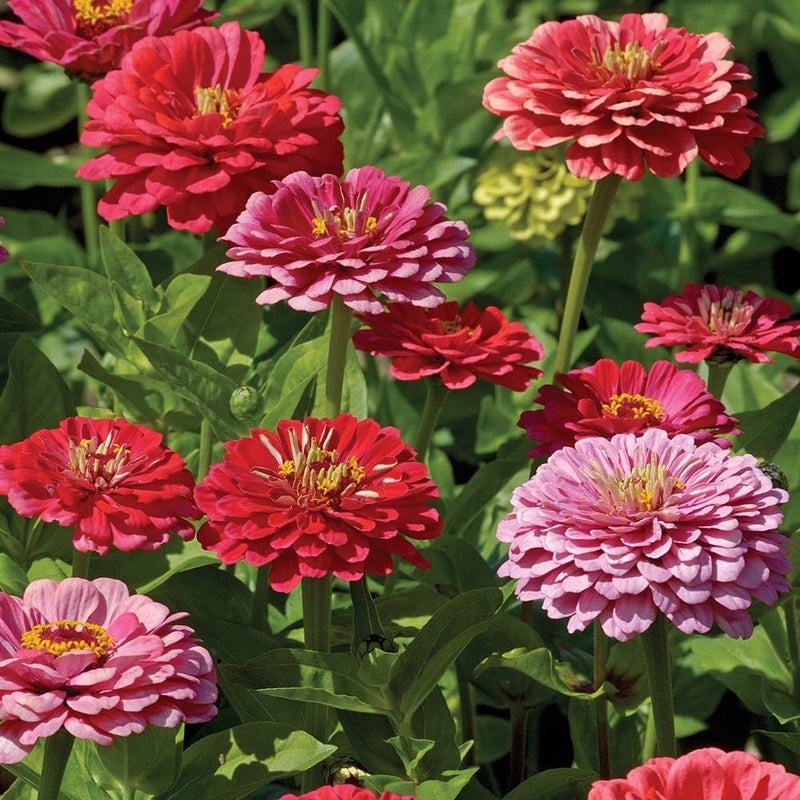 Burpee Exquisite Zinnia Seeds 100 seeds - Image 1