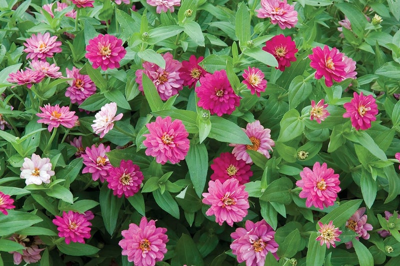 Burpee Exquisite Zinnia Seeds 100 seeds - Image 3