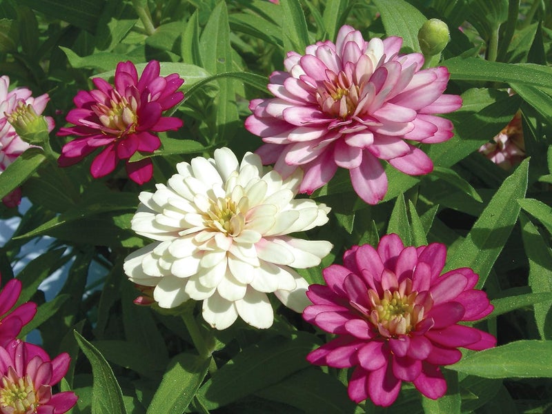 Burpee Exquisite Zinnia Seeds 100 seeds - Image 2